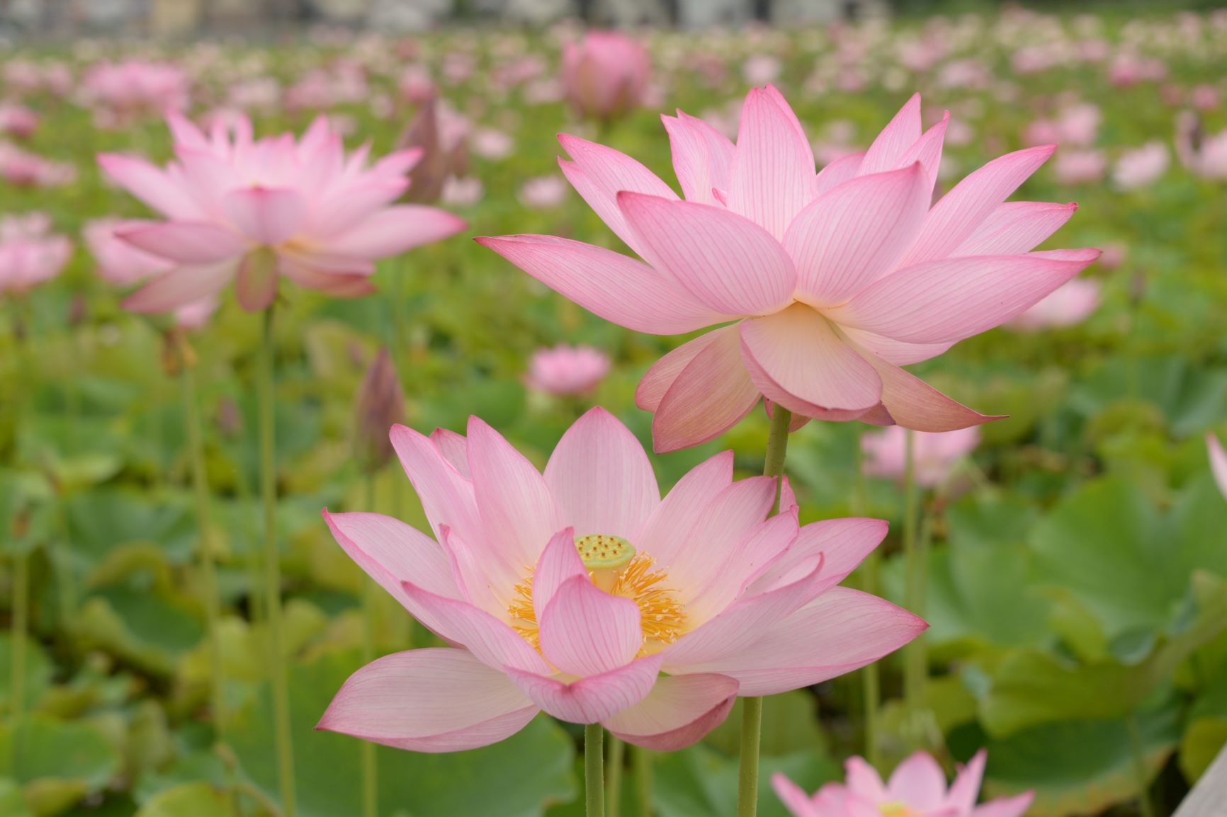 大正6年創刊｜播磨時報｜【姫路市】見ごろの夢前「蓮の花苑